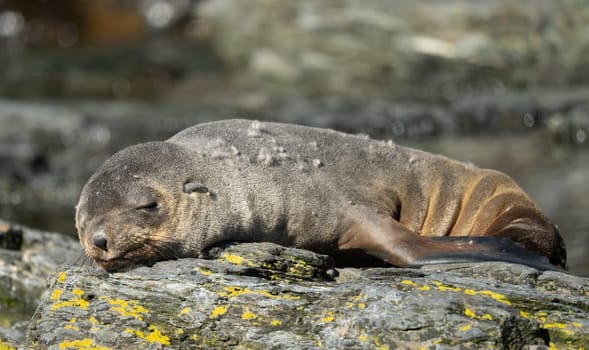 Juvenile Antarctic fur seal (Arctocephalus gazella) in South Georgia in its natural environment