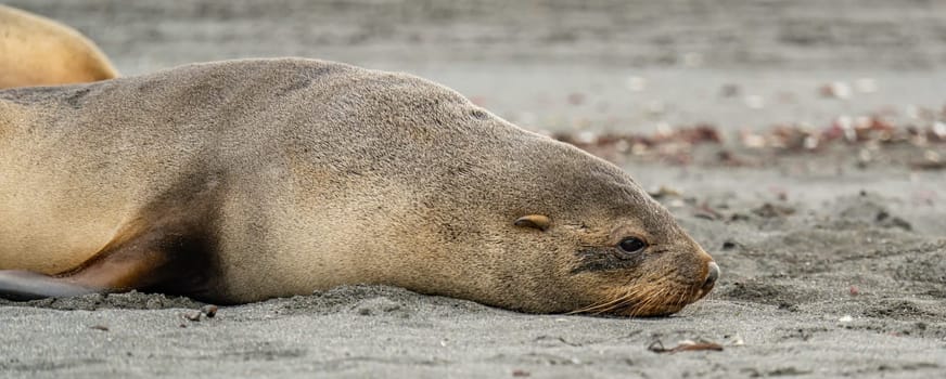 Juvenile Antarctic fur seal (Arctocephalus gazella) in South Georgia in its natural environment