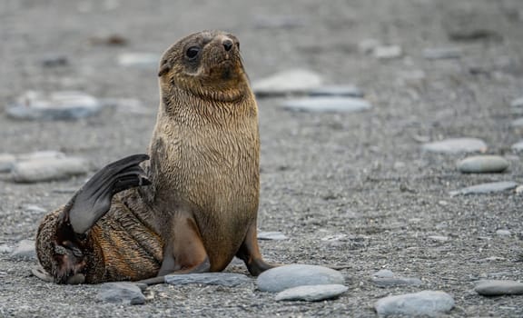 Juvenile Antarctic fur seal (Arctocephalus gazella) in South Georgia in its natural environment