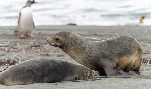 Juvenile Antarctic fur seal (Arctocephalus gazella) in South Georgia in its natural environment