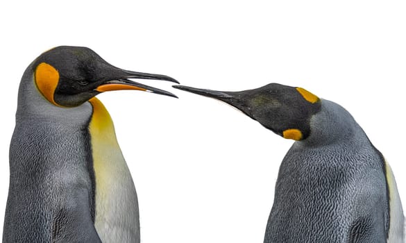 Pair of 2 king penguins (APTENODYTES PATAGONICUS) on South Georgia interacting with each other - cropped against white background