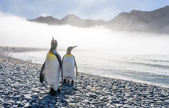 Pair of 2 King Penguins (APTENODYTES PATAGONICUS) on South Georgia interacting with each other