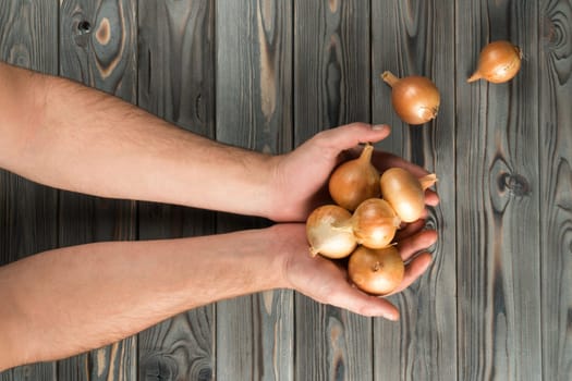 Unrecognizable cropped farmer man hands holding, presenting golden unpeeled onion bulbs on wooden background. Healthy eating, diet and summer seasonal organic farming food recipe. Top view, copy space
