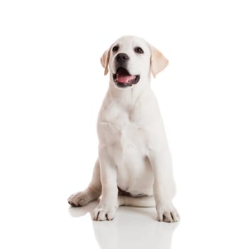 Beautiful labrador retriever cream puppy isolated on white background