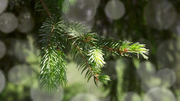 christmas backgrounds with green pine branches