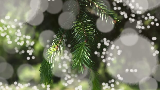 christmas backgrounds with green pine branches