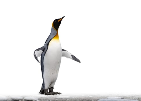 single king penguin (APTENODYTES PATAGONICUS) isolated against white background