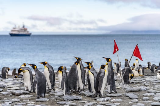 a group of King Penguins (APTENODYTES PATAGONICUS) on the beach on South Georgia with an Antarctic expedition ship in the background