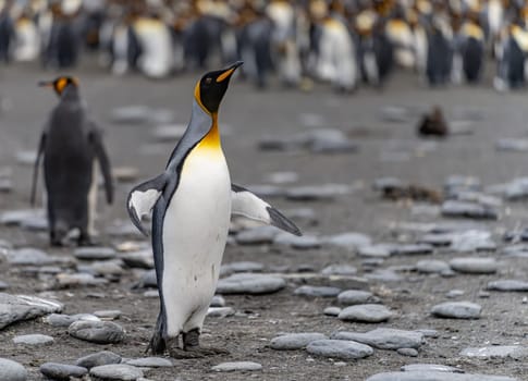 Pair of 2 King Penguins (APTENODYTES PATAGONICUS) on South Georgia interacting with each other