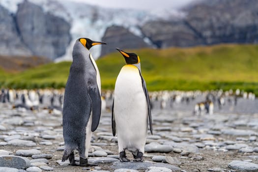 Pair of 2 King Penguins (APTENODYTES PATAGONICUS) on South Georgia interacting with each other