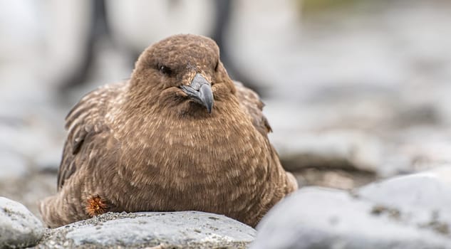 brown Subantarctic skua (Catharacta lonnbergi) sitting on the ground in South Georgia island