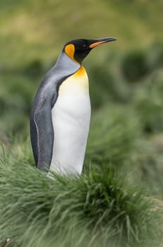 single King penguin (APTENODYTES PATAGONICUS) South Georgia posing in front of green tussock grass - background