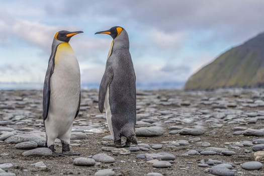 Pair of 2 King Penguins (APTENODYTES PATAGONICUS) on South Georgia interacting with each other