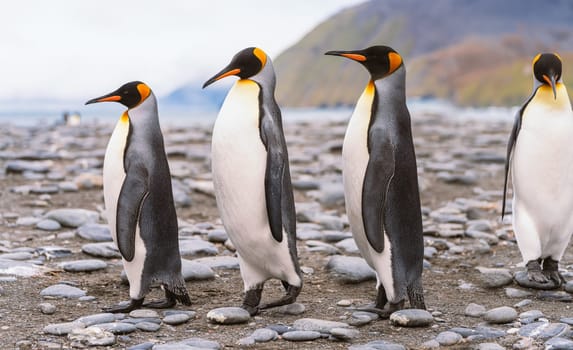 King Penguin - (APTENODYTES PATAGONICUS) Gold Harbour Colony - scenic bay on South Georgia