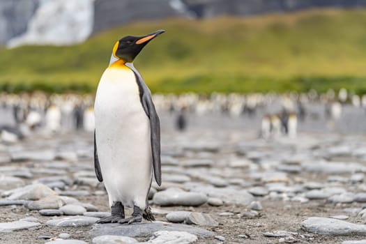 King Penguin - (APTENODYTES PATAGONICUS) Gold Harbour Colony - scenic bay on South Georgia