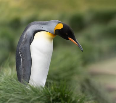 single King penguin (APTENODYTES PATAGONICUS) South Georgia posing in front of green tussock grass - background