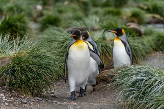 King Penguin - (APTENODYTES PATAGONICUS) Gold Harbour Colony - scenic bay on South Georgia
