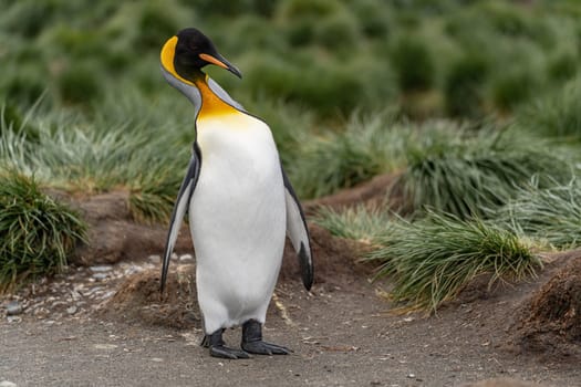 single King penguin (APTENODYTES PATAGONICUS) South Georgia posing in front of green tussock grass - background