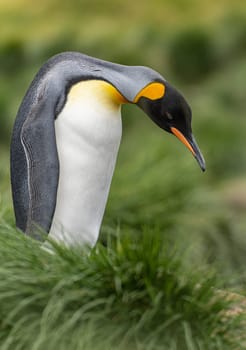 single King penguin (APTENODYTES PATAGONICUS) South Georgia posing in front of green tussock grass - background