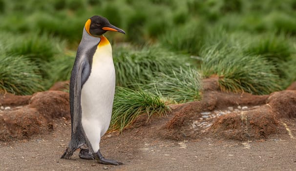 single King penguin (APTENODYTES PATAGONICUS) South Georgia posing in front of green tussock grass - background