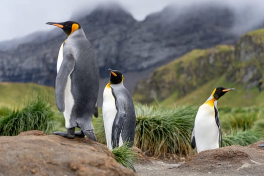 King Penguin - (APTENODYTES PATAGONICUS) Gold Harbour Colony - scenic bay on South Georgia