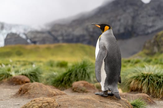 King Penguin - (APTENODYTES PATAGONICUS) Gold Harbour Colony - scenic bay on South Georgia