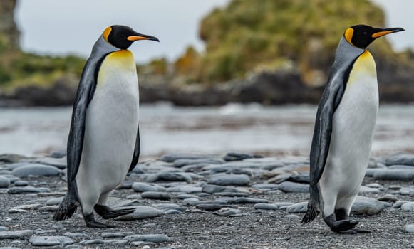Pair of 2 King Penguins (APTENODYTES PATAGONICUS) on South Georgia interacting with each other