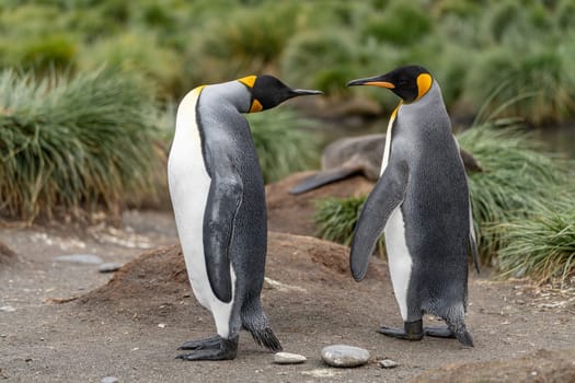 Pair of 2 King Penguins (APTENODYTES PATAGONICUS) on South Georgia interacting with each other