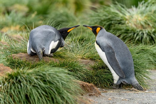 Pair of 2 King Penguins (APTENODYTES PATAGONICUS) on South Georgia interacting with each other