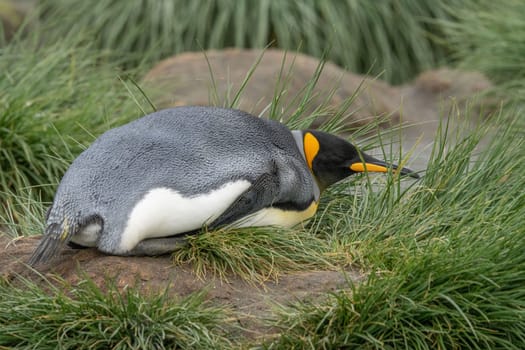 single king penguin (APTENODYTES PATAGONICUS) lies sleeping or resting on the beach of South Georgia