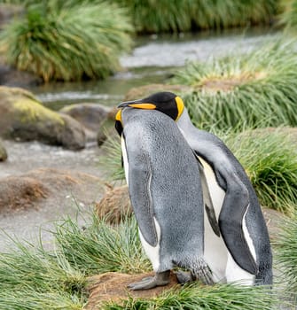 Pair of 2 King Penguins (APTENODYTES PATAGONICUS) on South Georgia interacting with each other