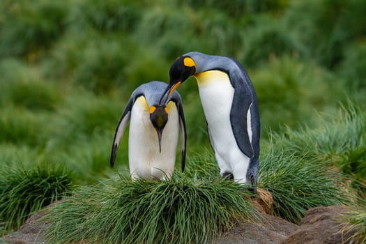Pair of 2 King Penguins (APTENODYTES PATAGONICUS) on South Georgia interacting with each other
