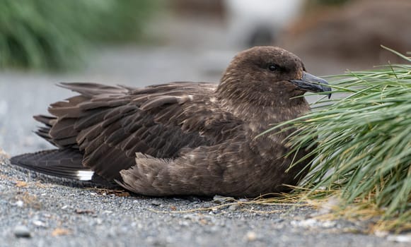 brown Subantarctic skua (Catharacta lonnbergi) sitting on the ground in South Georgia island