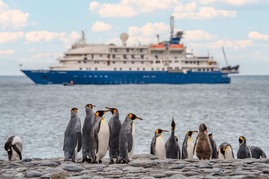 a group of King Penguins (APTENODYTES PATAGONICUS) on the beach on South Georgia with an Antarctic expedition ship in the background