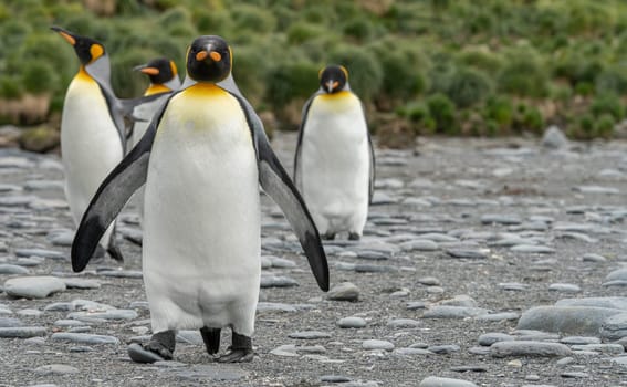 King Penguin - (APTENODYTES PATAGONICUS) Gold Harbour Colony - scenic bay on South Georgia