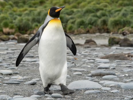 individual king penguin King penguin (APTENODYTES PATAGONICUS) in South Georgia poses on beach