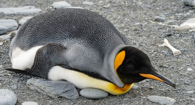 single king penguin (APTENODYTES PATAGONICUS) lies sleeping or resting on the beach of South Georgia