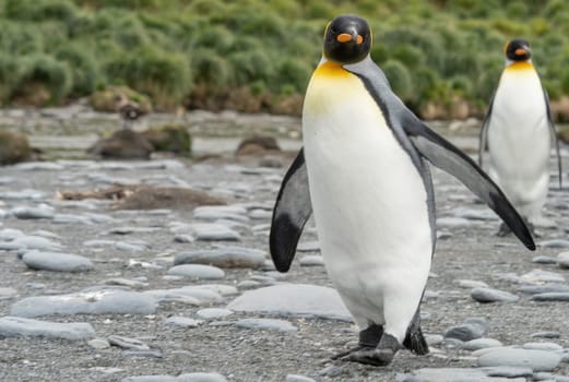 King Penguin - (APTENODYTES PATAGONICUS) Gold Harbour Colony - scenic bay on South Georgia
