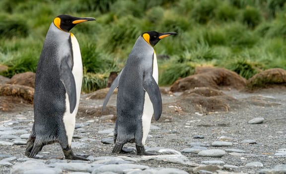 Pair of 2 King Penguins (APTENODYTES PATAGONICUS) on South Georgia interacting with each other