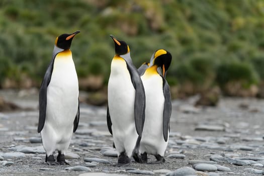 King Penguin - (APTENODYTES PATAGONICUS) Gold Harbour Colony - scenic bay on South Georgia