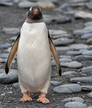 Single Gentoo Penguin (Pygoscelis papua) in the King Penguin colony on South Georgia