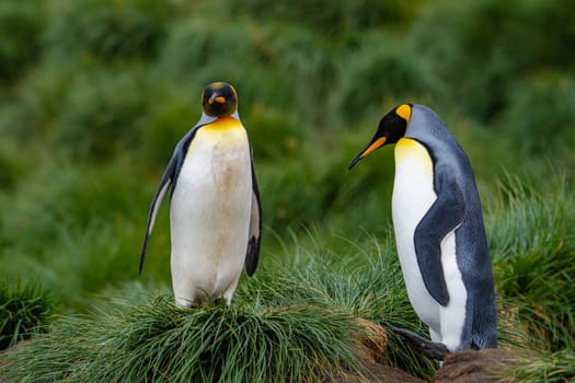 Pair of 2 King Penguins (APTENODYTES PATAGONICUS) on South Georgia interacting with each other