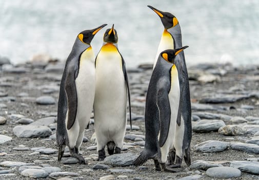 King Penguin - (APTENODYTES PATAGONICUS) Gold Harbour Colony - scenic bay on South Georgia