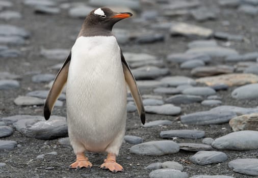 Single Gentoo Penguin (Pygoscelis papua) in the King Penguin colony on South Georgia