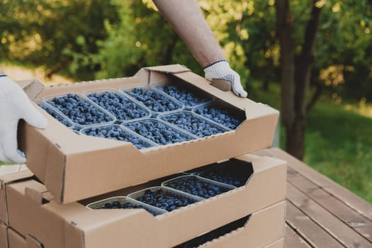 Worker at farm pack blueberry for shipment. Packing berry for delivery and sell. Male hands holding cardboard box or crate full of plastic containers with blueberry over stack. Berry shipping concept