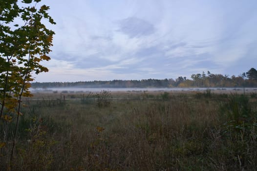 Fore land with fog on grass and heather in Denmark, in front of dunes. Trees and clouds in mystical mood. Landscape shot from Scandinavia