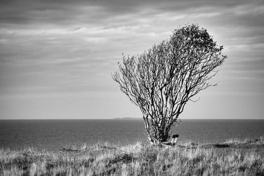 Tree bent by wind, taken in black and white, with bench on a cliff by the sea. View in Denmark on the Kattegatt. Break during a hike. Landscape shot from the Baltic Sea