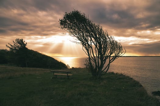 Tree bent by wind, with bench on cliff by sea. View in Denmark on the Kattegatt. Break during a hike. Landscape shot from the Baltic Sea