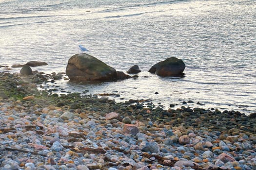 Stone beach with big stone in Denmark with seagull. Landscape photo from the sea. Nature from Scandinavia
