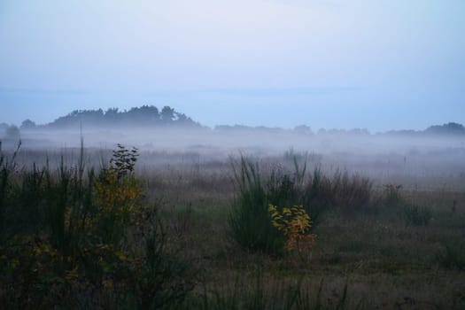 Fore land with fog on grass and heather in Denmark, in front of dunes. Trees and clouds in mystical mood. Landscape shot from Scandinavia